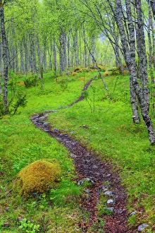 Nordland Prints: Norway, Nordland, Tysfjord. Trail through birch forest