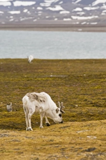 Images Dated 15th June 2005: Norway. Reindeer at Ny Alesund Svalbard Archipelago, Norway