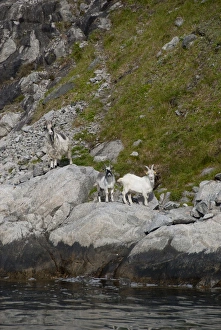 Images Dated 21st June 2009: Norway, Stavanger, Lysefjord (aka Lyse Fjord). Domesticated goats along the water s