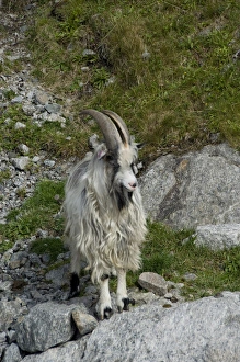 Images Dated 21st June 2009: Norway, Stavanger, Lysefjord (aka Lyse Fjord). Domesticated goats along the water s