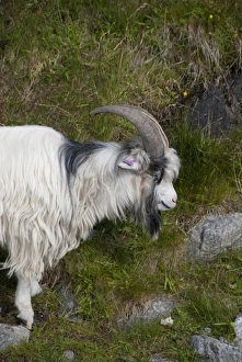 Images Dated 21st June 2009: Norway, Stavanger, Lysefjord (aka Lyse Fjord). Domesticated goats along the water s