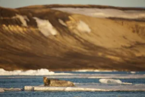 Images Dated 15th August 2009: Norway, Svalbard