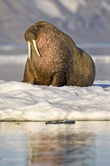 Ivory Prints: Norway, Svalbard, Barents Island, Walrus (Odobenus rosmarus) resting on sea ice near