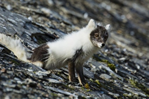Images Dated 22nd June 2014: Norway. Svalbard. Barentsoya. Freemansundet