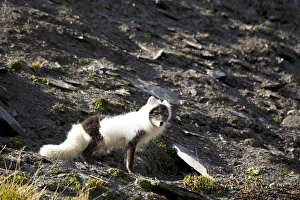 Images Dated 22nd June 2014: Norway. Svalbard. Barentsoya. Freemansundet