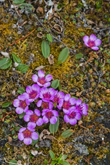 Images Dated 29th June 2014: Norway. Svalbard. Bellsund. Varsolbukta. Camp Millar