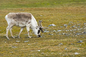 Images Dated 29th June 2014: Norway. Svalbard. Bellsund. Varsolbukta. Camp Millar