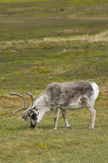 Images Dated 29th June 2014: Norway. Svalbard. Bellsund. Varsolbukta. Camp Millar