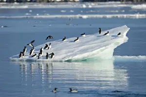 Images Dated 15th August 2009: Norway, Svalbard, Brunnichs Guillemot (Uria lomvia) gathering on melting iceberg