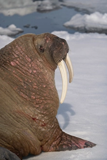 Arctic Ocean Prints: Norway, Svalbard. Close-up of male walrus on ice floe in Arctic Ocean