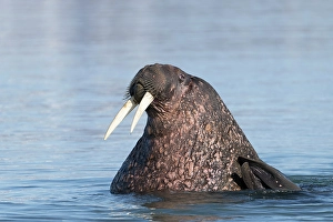 Arctic Ocean Prints: Norway, Svalbard. Close-up of male walrus in ocean