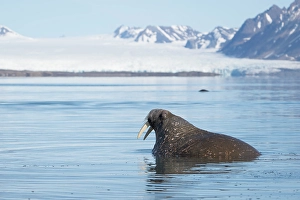 Arctic Ocean Prints: Norway, Svalbard. Close-up of male walrus in water