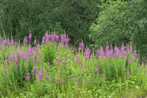 Images Dated 16th October 2023: Norway, Svalbard. Close-up of pink fireweed flowers