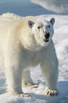 Arctic Ocean Prints: Norway, Svalbard. Close-up of polar bear male on ice