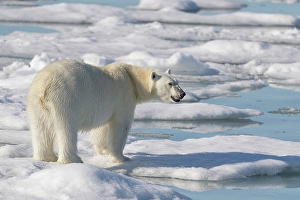 Arctic Ocean Prints: Norway, Svalbard. Close-up of polar bear male on ice floe
