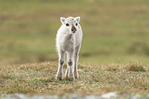Reindeer Prints: Norway, Svalbard. Close-up of reindeer calf