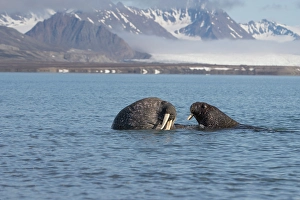 Arctic Ocean Prints: Norway, Svalbard. Close-up of walruses in ocean