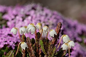 Spitsbergen Prints: Norway, Svalbard. Close-up of white Arctic bell heather flowers