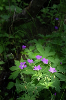 Images Dated 16th October 2023: Norway, Svalbard. Close-up of wood cranesbill flowers