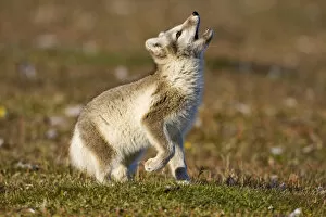 Images Dated 1st August 2008: Norway, Svalbard, Edgeoya Island, Arctic Fox (Vulpes lagopus) Kit playing with remains
