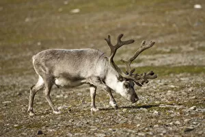 Images Dated 1st August 2008: Norway, Svalbard, Edgeoya Island, Reindeer (Rangifer tarandus) grazing on tundra