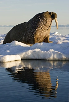 Images Dated 2nd August 2008: Norway, Svalbard, Edgeoya Island, Walrus (Odobenus rosmarus) on sea ice near Kapp