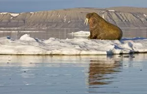 Images Dated 2nd August 2008: Norway, Svalbard, Edgeoya Island, Walrus (Odobenus rosmarus) on sea ice near Kapp