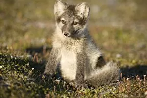 Images Dated 1st August 2008: Norway, Svalbard, Edgeoya Island, Arctic Fox (Vulpes lagopus) playing on tundra along