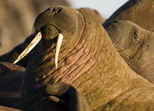 Norway, Svalbard, Edgeoya Island, Walrus (Odobenus rosmarus) haul out in midnight