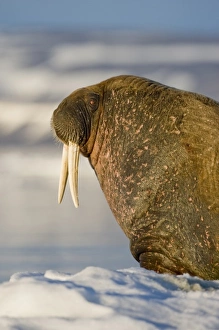 Norway, Svalbard, Edgeoya Island, Walrus (Odobenus rosmarus) on sea ice near Kapp