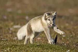 Images Dated 1st August 2008: Norway, Svalbard, Edgeoya Island, Arctic Fox (Vulpes lagopus) Kit playing with remains