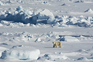Northern Prints: Norway. Svalbard. Hinlopen Strait. Polar bear (Ursus maritimus) walking on the drift ice