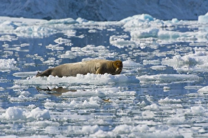 Northern Prints: Norway. Svalbard. Hornsund. Burgerbutka. Bearded seal (Erignathus barbatus) resting