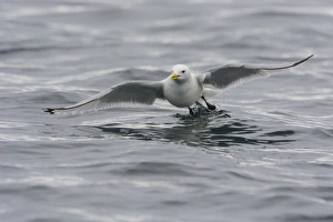 Northern Prints: Norway. Svalbard. Kiepertoya Island. Black-legged kittiwake (Rissa tridactyla) in flight