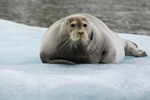 Images Dated 28th June 2014: Norway. Svalbard. Krossfjord. 14th of July glacier