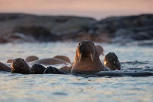 Norway Gallery: Norway, Svalbard, Kvitoya. Walruses swimming at sunset