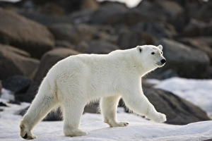 Images Dated 4th August 2008: Norway, Svalbard, Langoya Island, Young Polar Bear (Ursus maritimus) walking along
