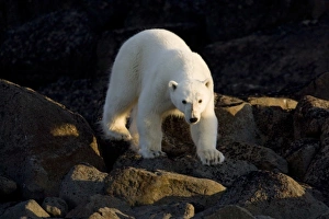 Images Dated 4th August 2008: Norway, Svalbard, Langoya Island, Young Polar Bear (Ursus maritimus) walking along