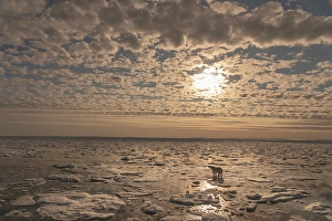 Kayak Prints: Norway, Svalbard. Lone polar bear on pack ice at sunrise