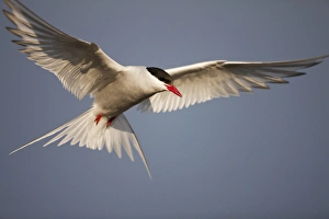 Images Dated 31st July 2009: Norway, Svalbard, Longyearbyen, Arctic Terns (Sterna paradisaea) hovers in flight