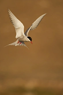 Norway, Svalbard, Longyearbyen, Arctic Tern (Sterna paradisaea) hovering above small