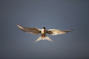 Midnight Sun Prints: Norway, Svalbard, Longyearbyen, Arctic Tern (Sterna paradisaea) hovering above small