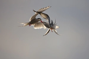 Aggression Prints: Norway, Svalbard, Longyearbyen, Arctic Terns (Sterna paradisaea) fighting while in