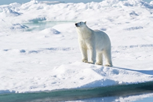 Dangerous Prints: Norway, Svalbard. Male polar bear on pack ice in Arctic Ocean