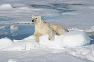 Dangerous Prints: Norway, Svalbard. Male polar bear resting on pack ice in Arctic Ocean