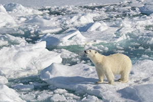 Dangerous Prints: Norway, Svalbard. Male polar bear walking across pack ice in Arctic Ocean