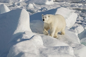 Dangerous Prints: Norway, Svalbard. Male polar bear walking across pack ice in Arctic Ocean