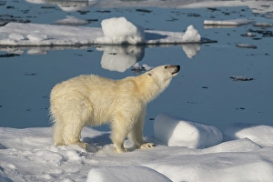 Dangerous Prints: Norway, Svalbard. Male polar bear walking across pack ice in Arctic Ocean