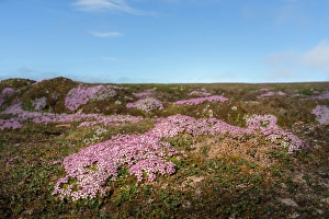 Spitsbergen Prints: Norway, Svalbard. Moss campion pink wildflower close-up