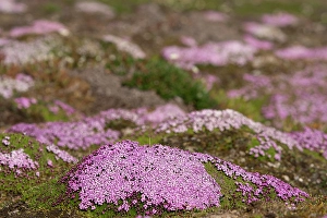 Spitsbergen Prints: Norway, Svalbard. Moss campion pink wildflower close-up